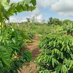 Chính chủ -Bán gấp 5,9 sào mặt tiền 150m - Chư Pưh, Gia Lai - có sẵn cây trồng và nhà ở - giá tốt - Ảnh thu nhỏ 2