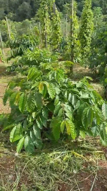 Bán lô vườn 1,4ha Xã Trường Xuân Lâm Đồng 900 triệu