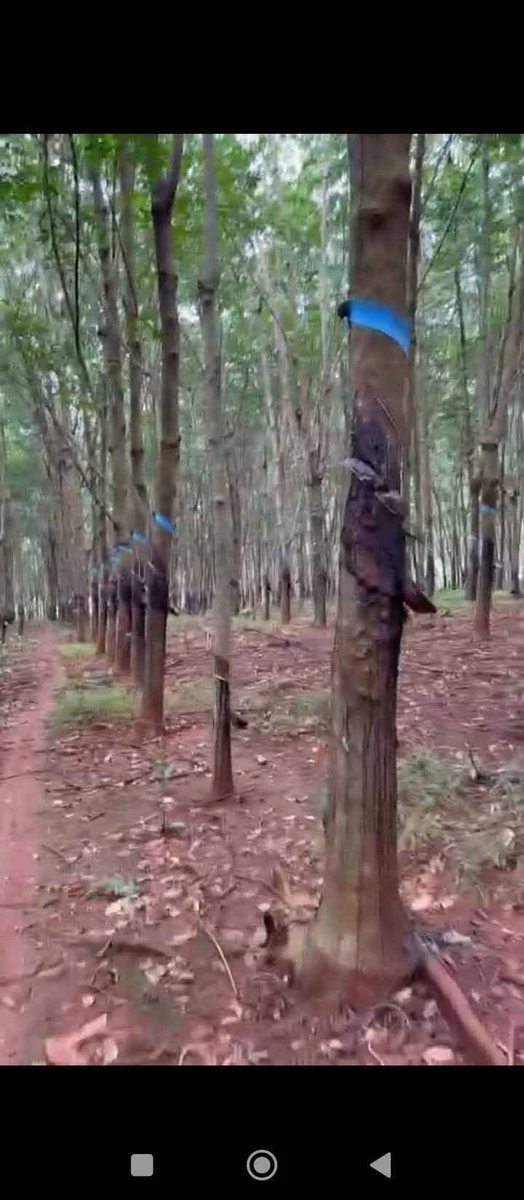 Bán 1,4ha đất đỏ có nguồn nước, vườn cao su tại Tân Hưng, Đồng Phú, Đồng Nai - Ảnh 1
