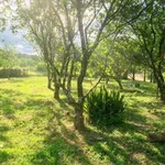 Bán đất 1.000m² có nhà nhỏ tại Phong Điền, Huế - Ảnh thu nhỏ 4