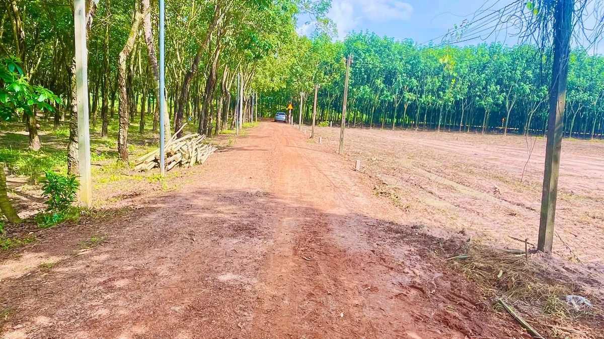 Bán đất 50m² giá 250 triệu Chùm Dừa Châu Thành Tây Ninh - Ảnh thu nhỏ 3