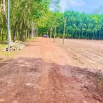 Bán đất 50m² giá 250 triệu Chùm Dừa Châu Thành Tây Ninh - Ảnh thu nhỏ 3
