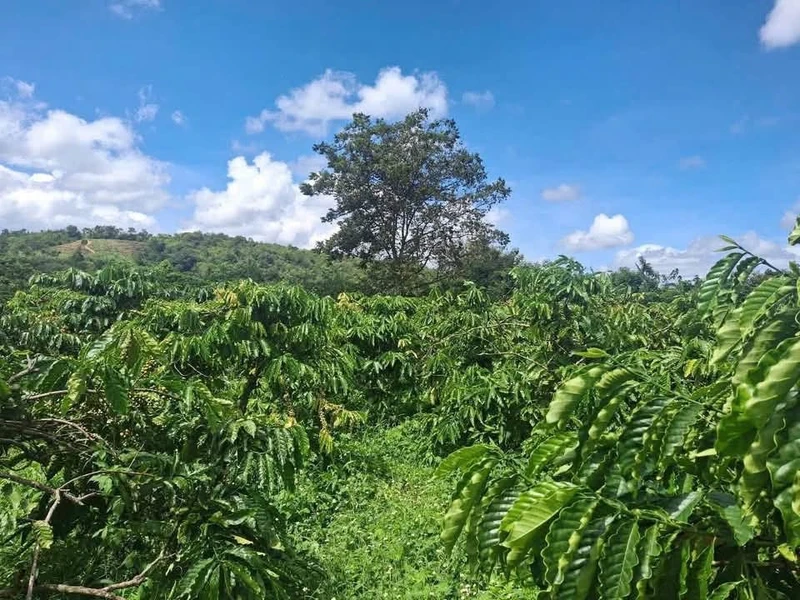 Bán 4 sào đất cà phê 4000m2, 120m mặt tiền tại Hòa Khánh, Buôn Ma Thuột - 2 tỷ 200