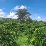 Bán 4 sào đất cà phê 4000m2, 120m mặt tiền tại Hòa Khánh, Buôn Ma Thuột - 2 tỷ 200 - Ảnh thu nhỏ 1