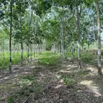 Bán đất cao su khai thác 10.000m² Bình Dương 2 tỷ 9 - Ảnh thu nhỏ 1