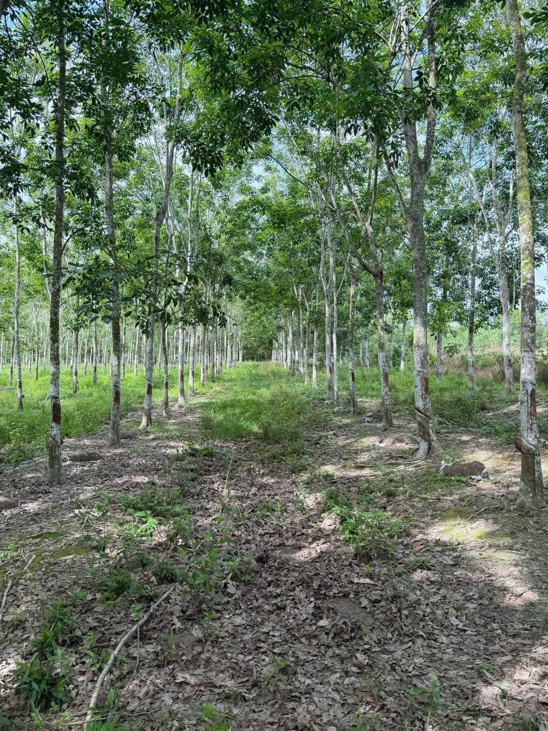 Bán đất cao su khai thác 10.000m² Bình Dương 2 tỷ 9 - Ảnh 1