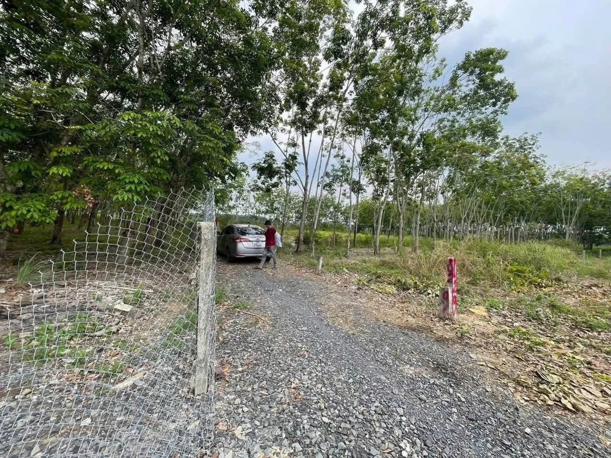 Bán đất 200m2 giá 159 triệu/lô tại xã Long Chữ, Tây Ninh - Ảnh thu nhỏ 2