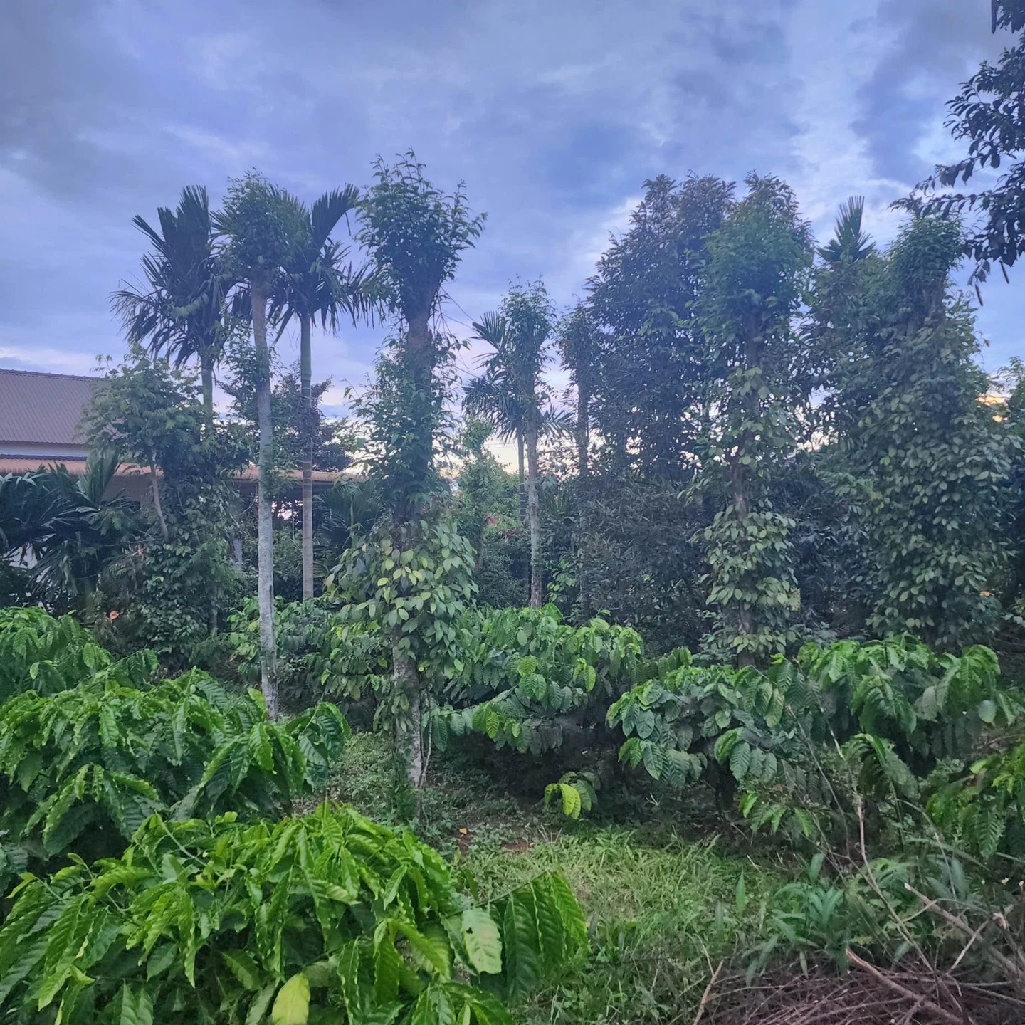 Bán đất 400m² Cao Thắng Ea Kao, giá 1 tỷ 3 - Ảnh 1