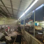 Bán nhà 3PN kèm trại heo 1000m2 Tây Hòa - Ảnh thu nhỏ 3