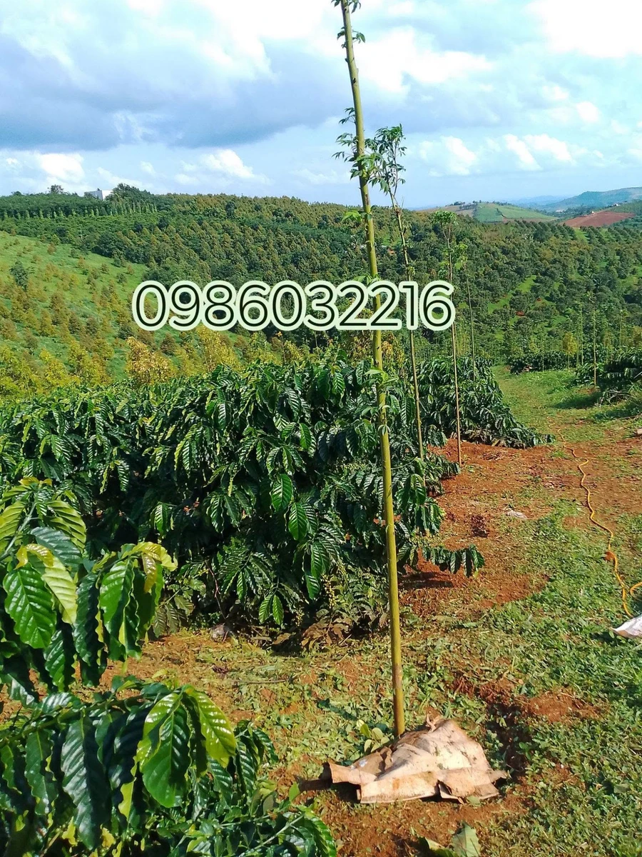 Bán 1,9 ha đất rẫy cà phê, tiêu, sầu riêng có nhà và ao tại Bắc Gia Nghĩa - Ảnh thu nhỏ 2