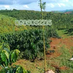 Bán 1,9 ha đất rẫy cà phê, tiêu, sầu riêng có nhà và ao tại Bắc Gia Nghĩa - Ảnh thu nhỏ 2