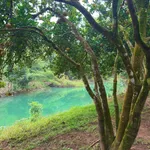 Đất bám sông Bưởi với vườn bưởi 935m² tại Tân Lạc, Hòa Bình - Ảnh thu nhỏ 4