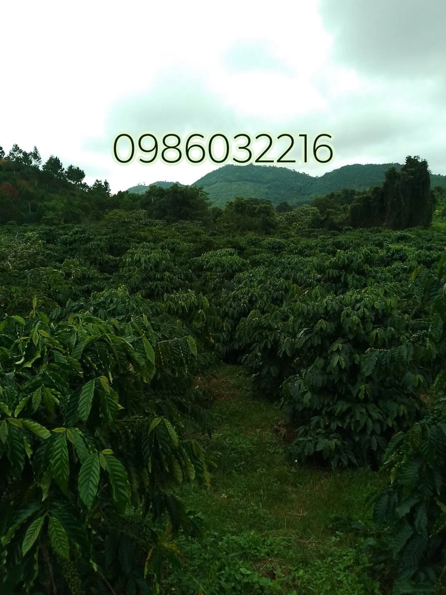 Bán đất rẫy cà phê 4.3 ha Gia Nghĩa, Đắk Nông - Ảnh thu nhỏ 2