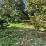 Bán đất nông nghiệp 1,5 hectare trồng sầu H'Leo Đắk Lắk - Ảnh thu nhỏ 1
