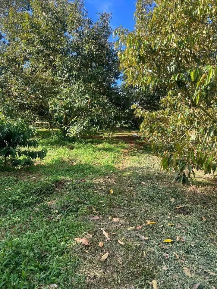 Bán đất nông nghiệp 1,5 hectare trồng sầu H'Leo Đắk Lắk - Ảnh 1