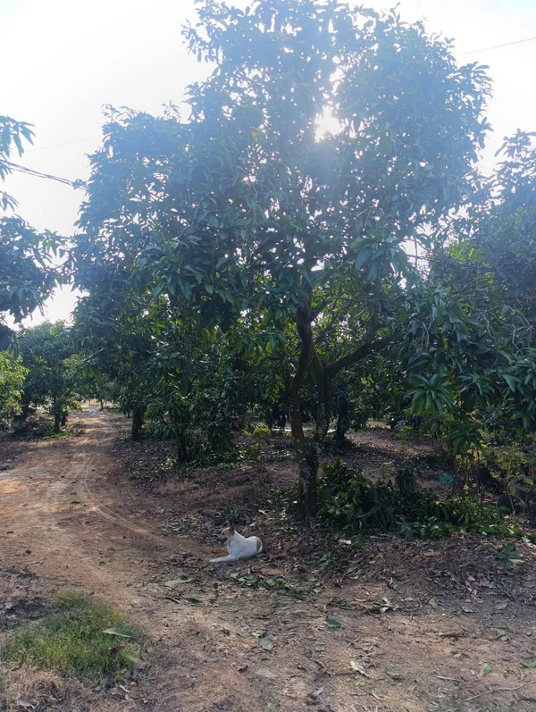 Bán nhà vườn 12.738 m2 xoài La Ngà Đồng Nai