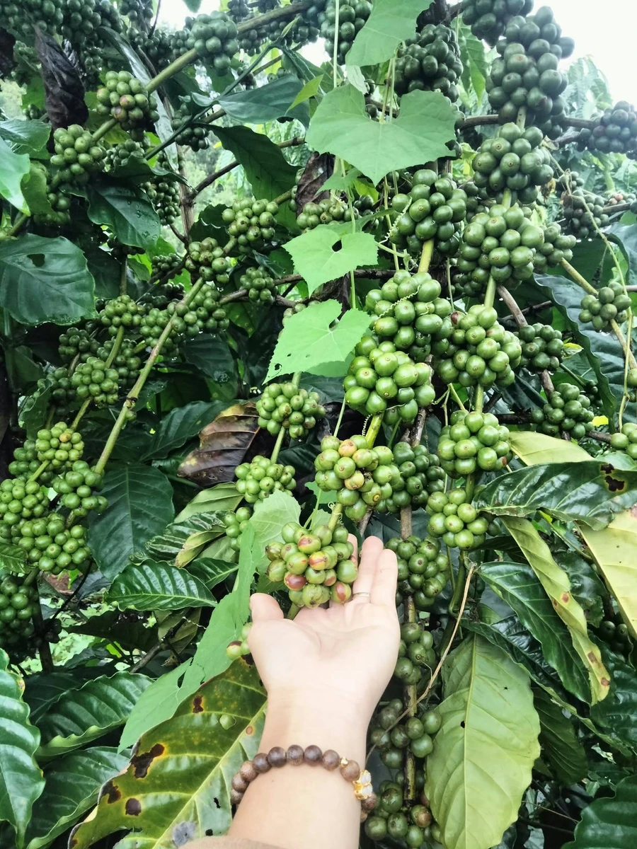 Bán mặt bằng café 8m² tại Tuy Đức, Đắk Nông, 850 triệu - Ảnh 1