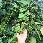 Bán mặt bằng café 8m² tại Tuy Đức, Đắk Nông, 850 triệu - Ảnh thu nhỏ 1