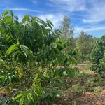 Bán lô đất rẫy đất đỏ 1,5 ha trồng cà phê, sầu riêng tại xã Ea Ral, Đắk Lắk - Ảnh thu nhỏ 4