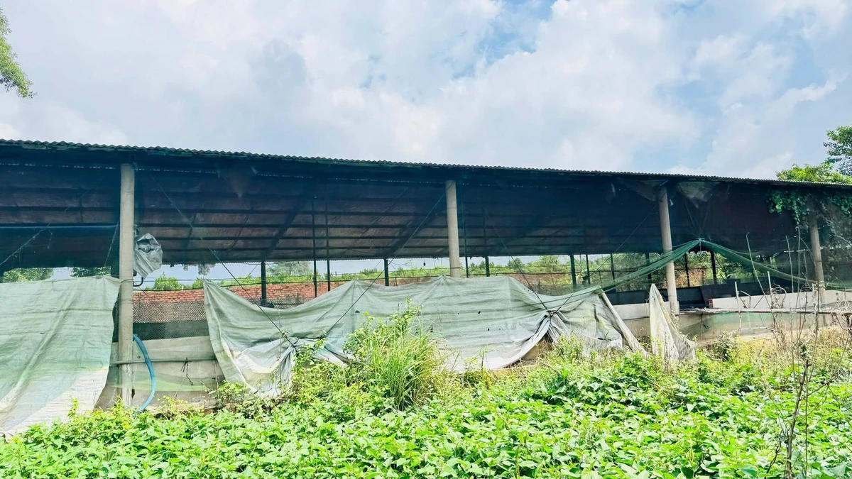 Bán trại heo 10.000m² Dầu Giây, Đồng Nai, 6,3 tỷ - Ảnh thu nhỏ 5