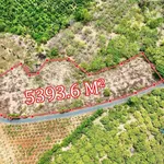 Bán đất 5.393 m2 mặt tiền 167m Đắk Lắk - Ảnh thu nhỏ 1