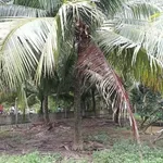 Bán đất vườn 1289m² Phú Tân, thổ cư, có nhà, 1,4 tỷ - Ảnh thu nhỏ 5