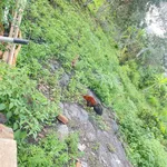 Bán đất vườn view sông La Ngà 1.500m², giá 367 triệu/500m², Đồng Nai - Ảnh thu nhỏ 5