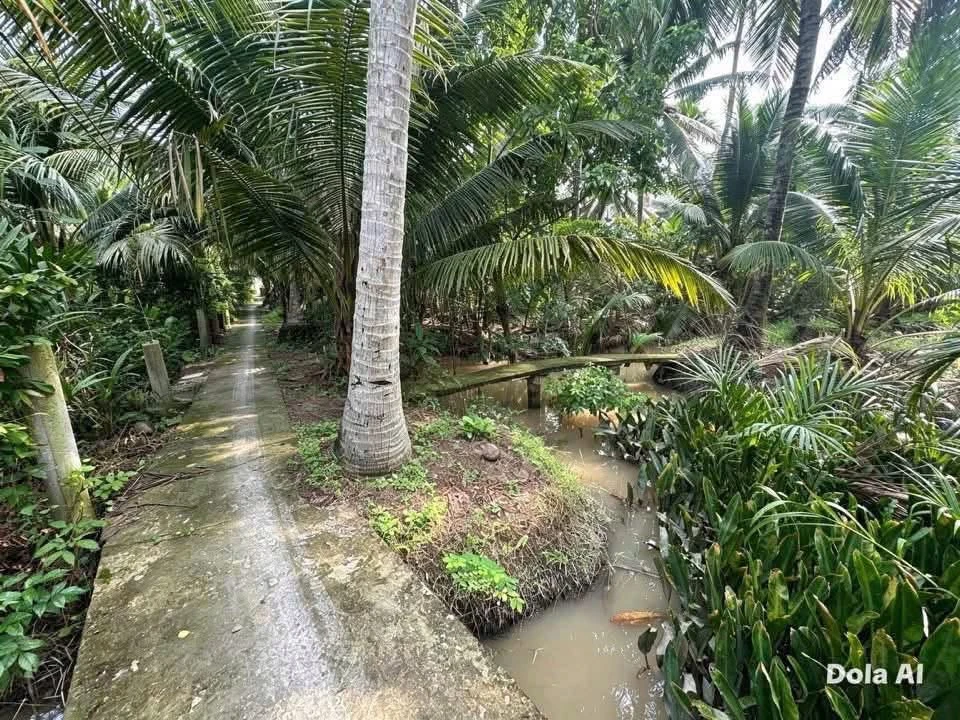 Bán đất công Ấp Hoà Bình Giồng Trôm Bến Tre 2.077m² - Ảnh 1