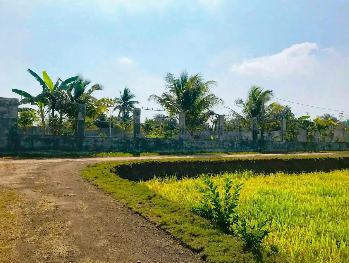 Bán đất nền 1000m² view cánh đồng tại Cư M'gar 699 triệu - Ảnh thu nhỏ 2
