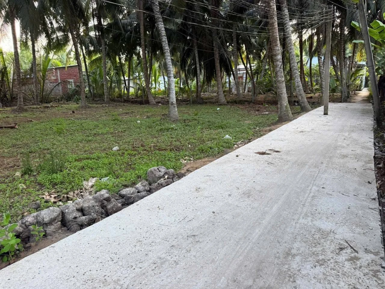 Bán đất vườn dừa 512m² mặt tiền ô tô tại Hòa Lộc - Ảnh 1