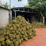 Bán đất nông nghiệp 25.000m2 Nam Cát Tiên, Đồng Nai - Ảnh thu nhỏ 4