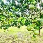 Bán lô đất vườn 1.400m² mặt tiền Tỉnh lộ 2, Khánh Hoà - Ảnh thu nhỏ 1