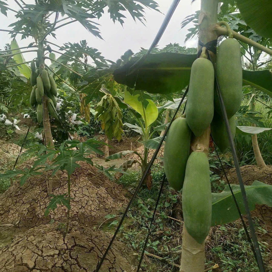 Bán đất vườn 2,4 công 80x40m Xã Quới Sơn - Ảnh thu nhỏ 4
