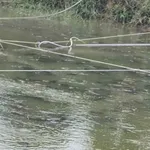 Bán 2ha đất nông nghiệp Krông Nô, Đắk Lắk, view hồ, 6 tỷ 5 - Ảnh thu nhỏ 2