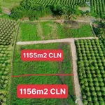 Bán đất 1155m2 gần Phan Thiết, 430 triệu - Ảnh thu nhỏ 1