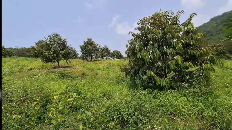 Bán đất Sầu Thái 4.2ha Đồng Tâm Bình Phước 6.7 tỷ