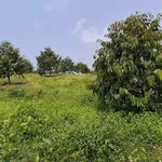 Bán đất Sầu Thái 4.2ha Đồng Tâm Bình Phước 6.7 tỷ - Ảnh thu nhỏ 1