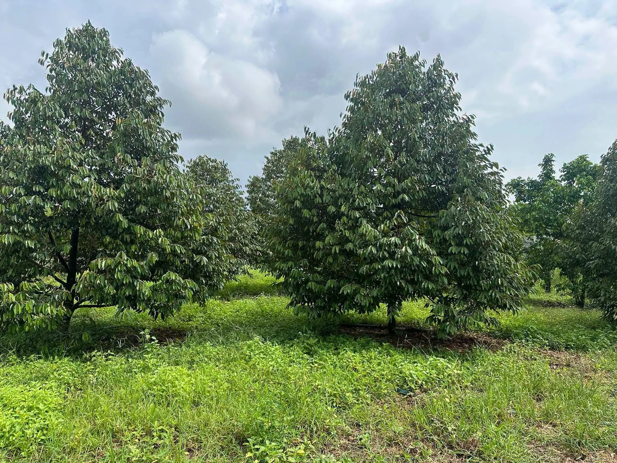 Bán đất 30.000m² có vườn sầu riêng tại Bù Đốp, Bình Dương - Ảnh thu nhỏ 2