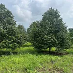 Bán đất 30.000m² có vườn sầu riêng tại Bù Đốp, Bình Dương - Ảnh thu nhỏ 2
