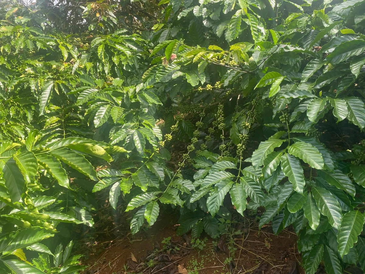 Bán đất 1,8 ha sổ sách đầy đủ Đắk Lắk 3,6 tỷ - Ảnh thu nhỏ 4