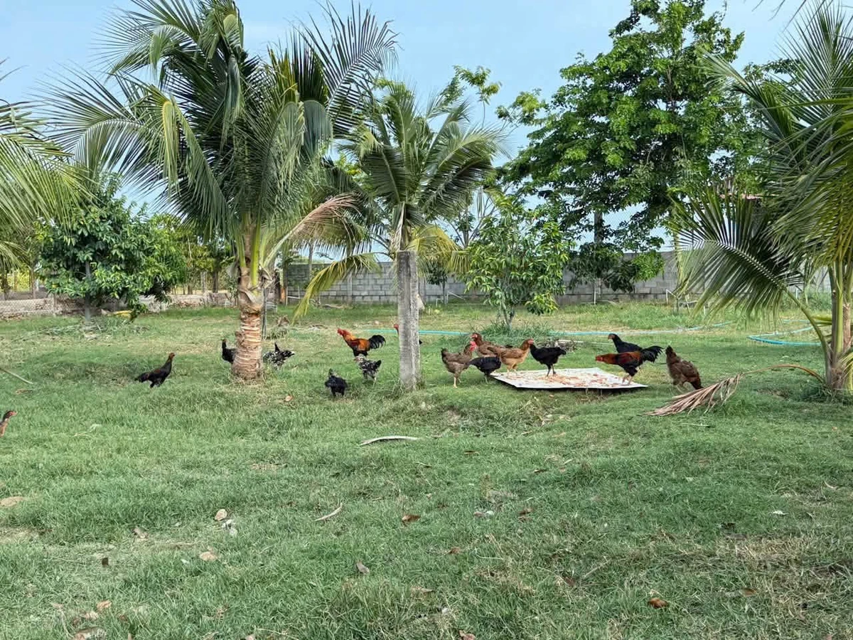 Bán 1500m² đất cây trồng Xã Hàm Liêm, Lâm Đồng - Ảnh thu nhỏ 2