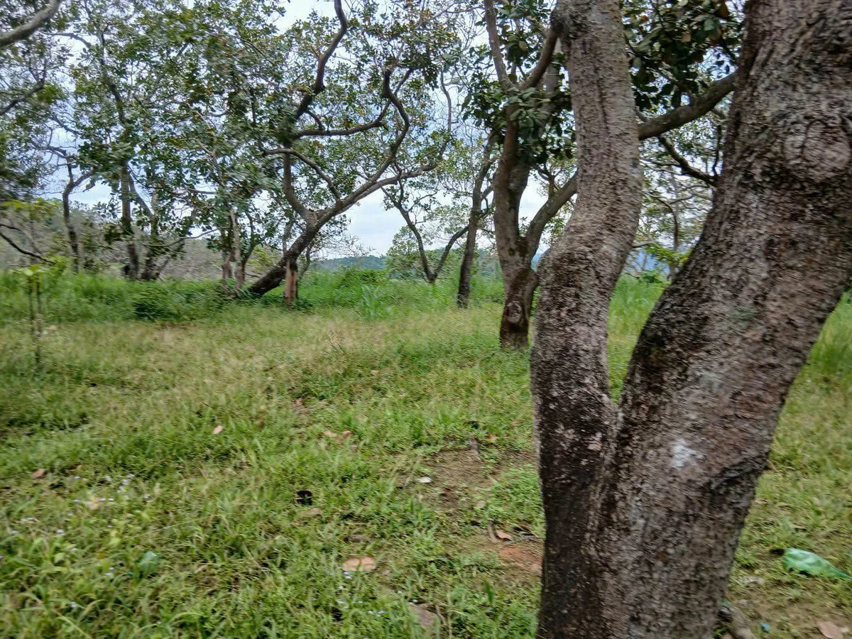 Bán đất 1ha Phú Sơn, Bình Chánh, giá 490 triệu - Ảnh 1
