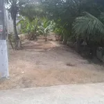 Bán đất vườn dừa 1160 m² Phú Tân Cần Giờ 1,7 tỷ - Ảnh thu nhỏ 2