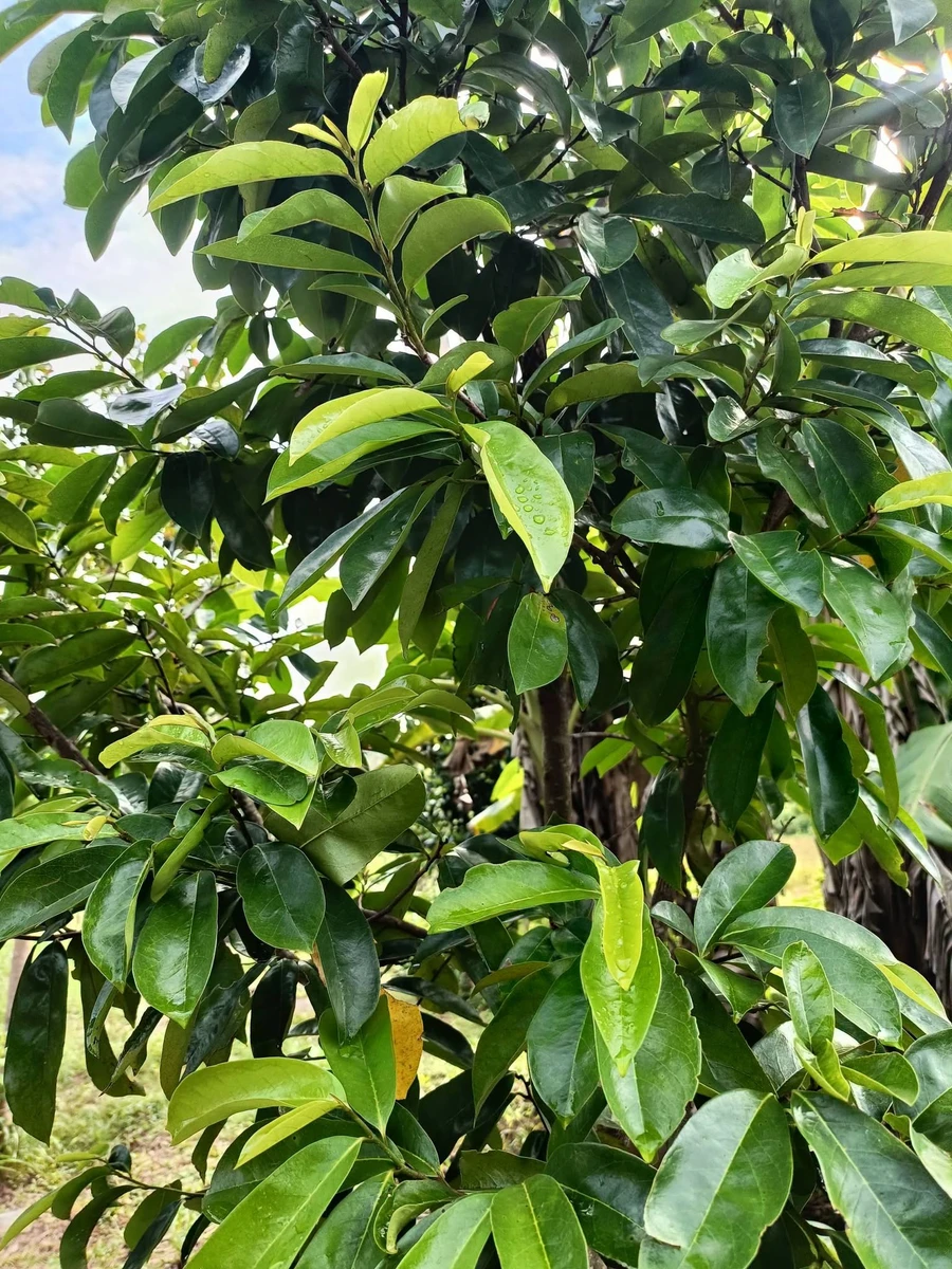 Bán đất 1300m² Xã Tân Tiến, Bù Đốp, Bình Phước - Ảnh thu nhỏ 4