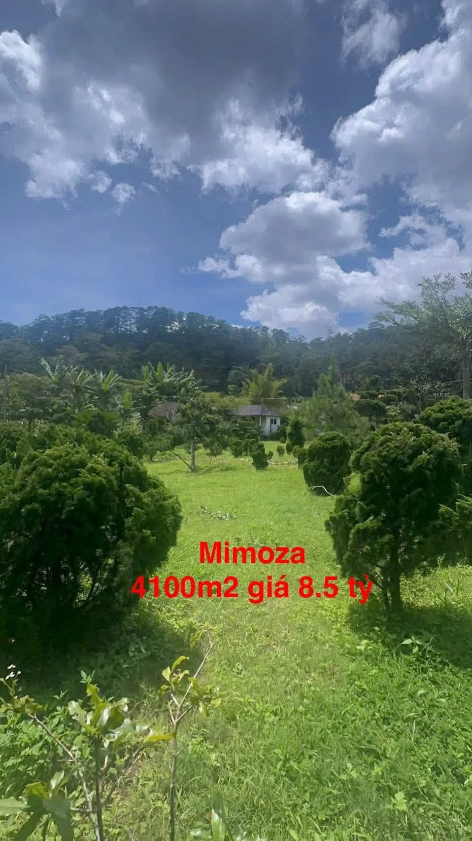 Bán gấp lô đất 4100m2 view rừng thông đường Mimoza, Đà Lạt giá 8,5 tỷ - Ảnh 1