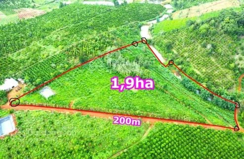 Quỹ đất gần 2000m mặt tiền Quốc lộ, ngang 20m tại Đắk Nia, Gia Nghĩa, giá chỉ từ 4,5 tỷ - Ảnh thu nhỏ 3