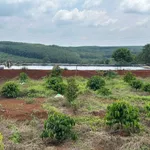 Bán đất trồng sầu riêng 6ha gần 10 tỷ Phú Riềng - Ảnh thu nhỏ 1