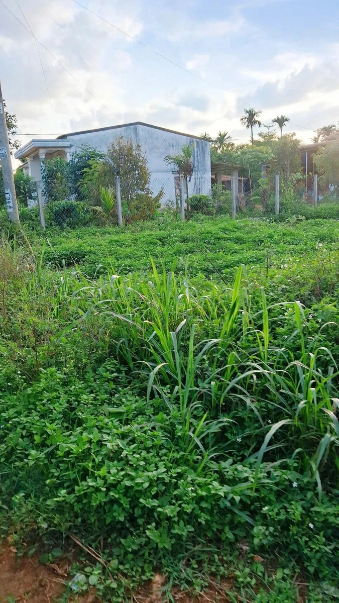 Bán đất 5x49m (245m²) gần UBND xã Cuôr Đăng, Đắk Lắk 595 triệu - Ảnh thu nhỏ 4