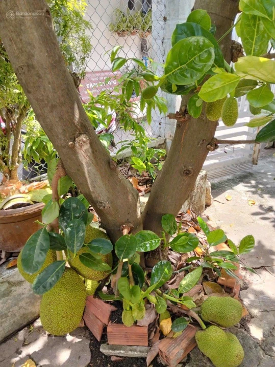 Bán nhà 112/5, Bạch Đằng, Trà Vinh, giá 1.8 tỷ TL - Ảnh thu nhỏ 2