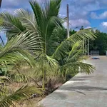 Bán đất vườn 1 sào Bảo Vinh Long Khánh - Ảnh thu nhỏ 2